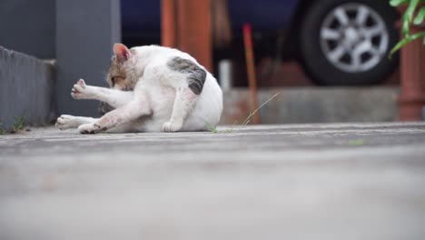 El-Gato-Está-Tumbado-Afuera-Y-Lame-El-Cuerpo.