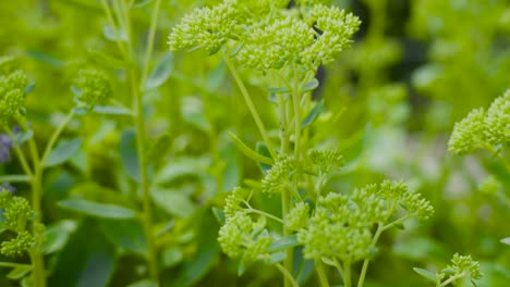 extreme close up look at plant parts