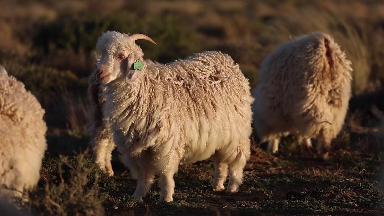 El viento sopla el largo pelaje rizado de una cabra de Angora rumiando en un campo dorado.