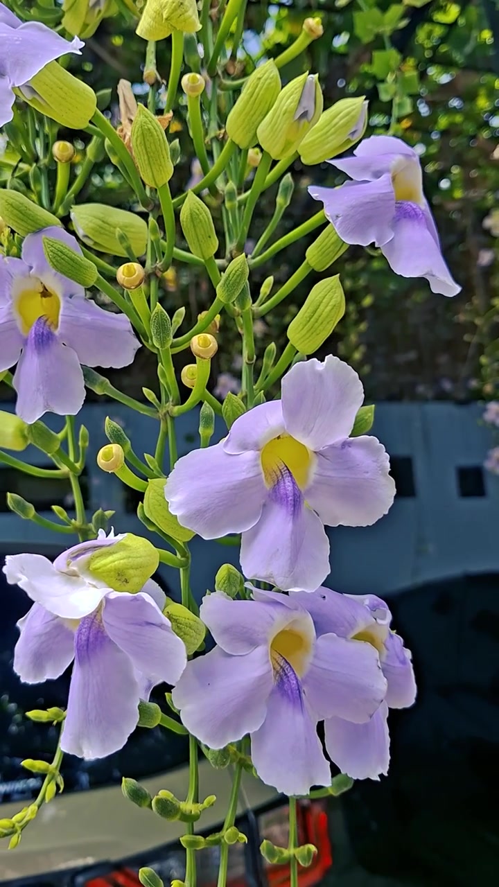 Primo piano di bellissimi fiori di Thunbergia viola che sbocciano alla luce del sole.