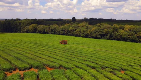 Vista-Panorámica-Captura-Una-Máquina-Cosechando-Té-Verde-En-Un-Campo-Argentino