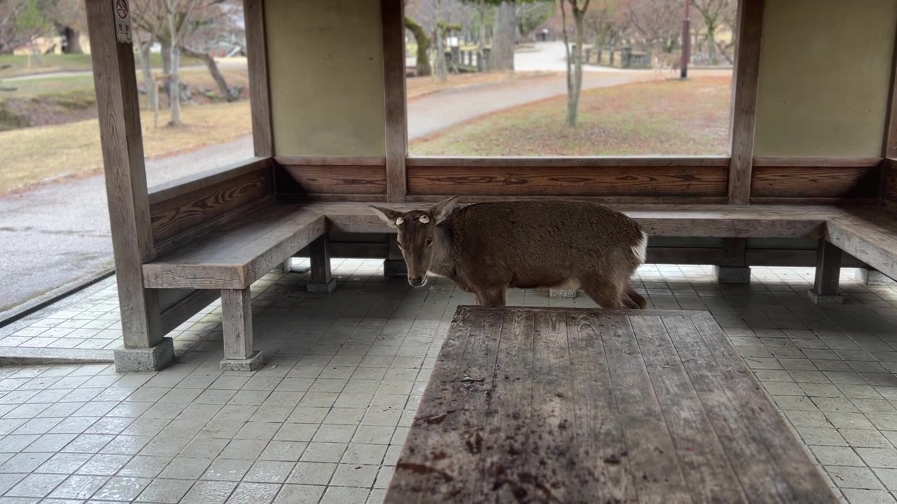 En vild hjort inde i en hvilehytte i Nara, Japan