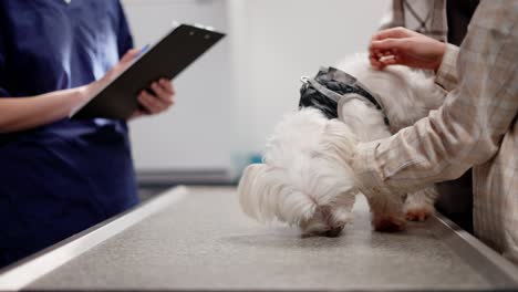 close up a girl in a plaid shirt brought her white dog to an appointment at a pet clinic where they communicate with a girl veterinarian in a blue uniform with a tablet in her hands