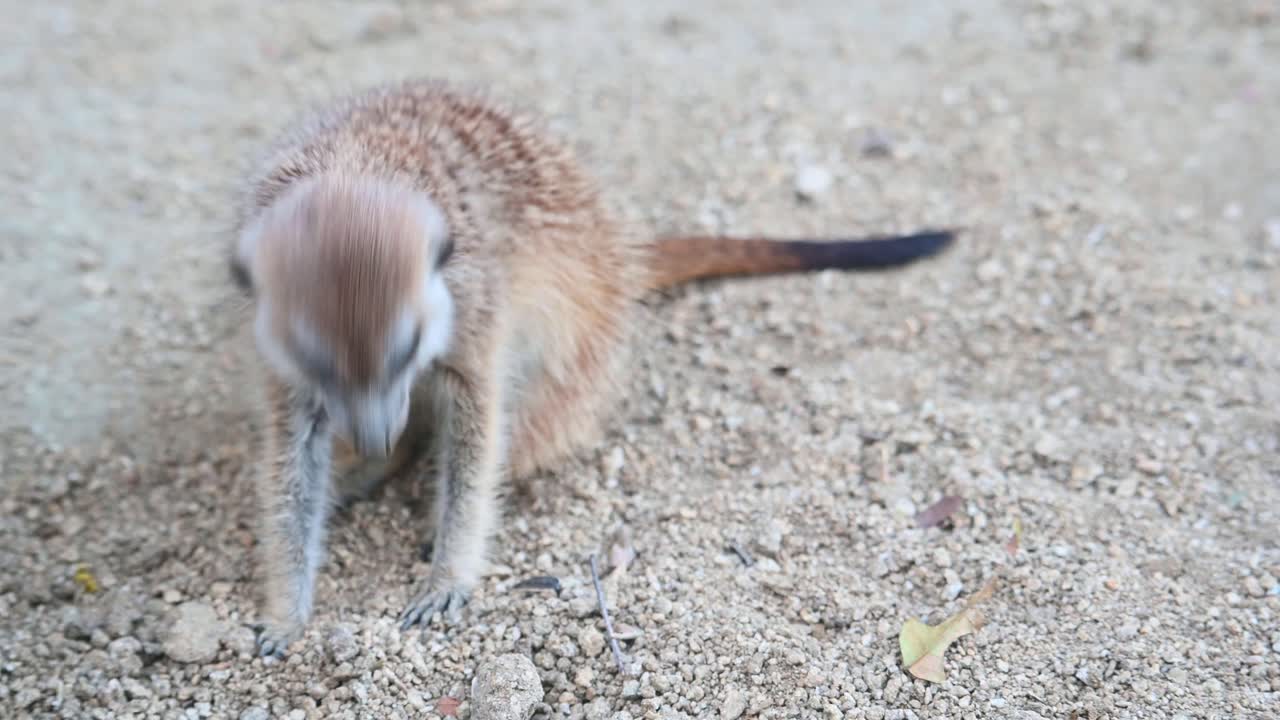 미어캣, suricata suricatta, 4k 영상