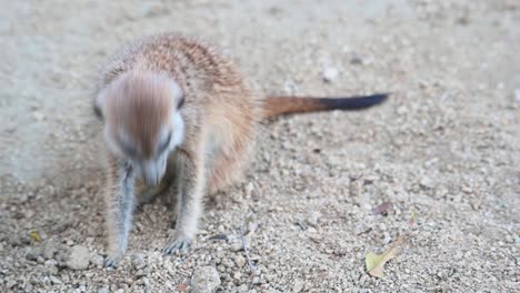 Meerkat,-Suricata-suricatta,-4K-Footage