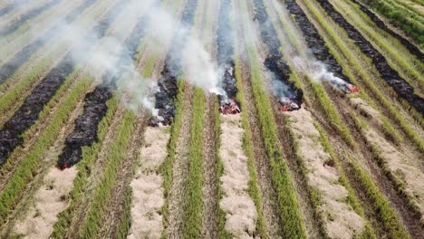 open burning rice straw after harvested with emission of smoke to environment.