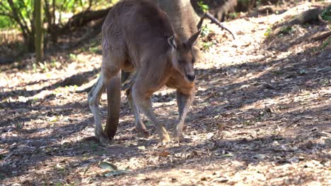 giant alpha red kangaroo, macropus rufus slowly hopping across the bushland, handheld motion close up shot