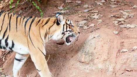 tiger strolling through natural zoo environment