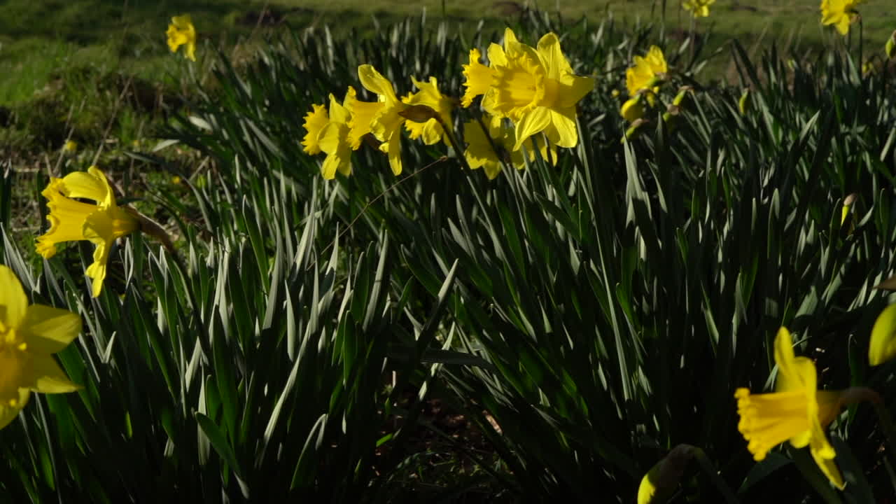A pan across many daffodils growing facing the sun. They are lit with sunlight.