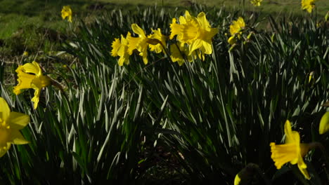 a pan across many daffodils growing facing the sun. they are lit with sunlight.