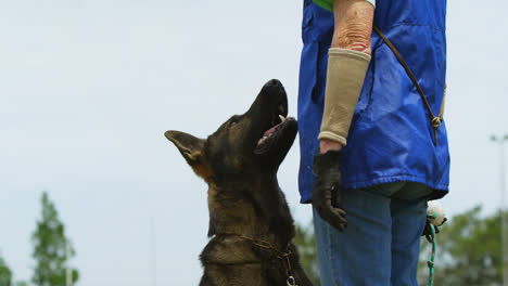 Shepherd-dog-with-his-owner-in-the-farm-4k