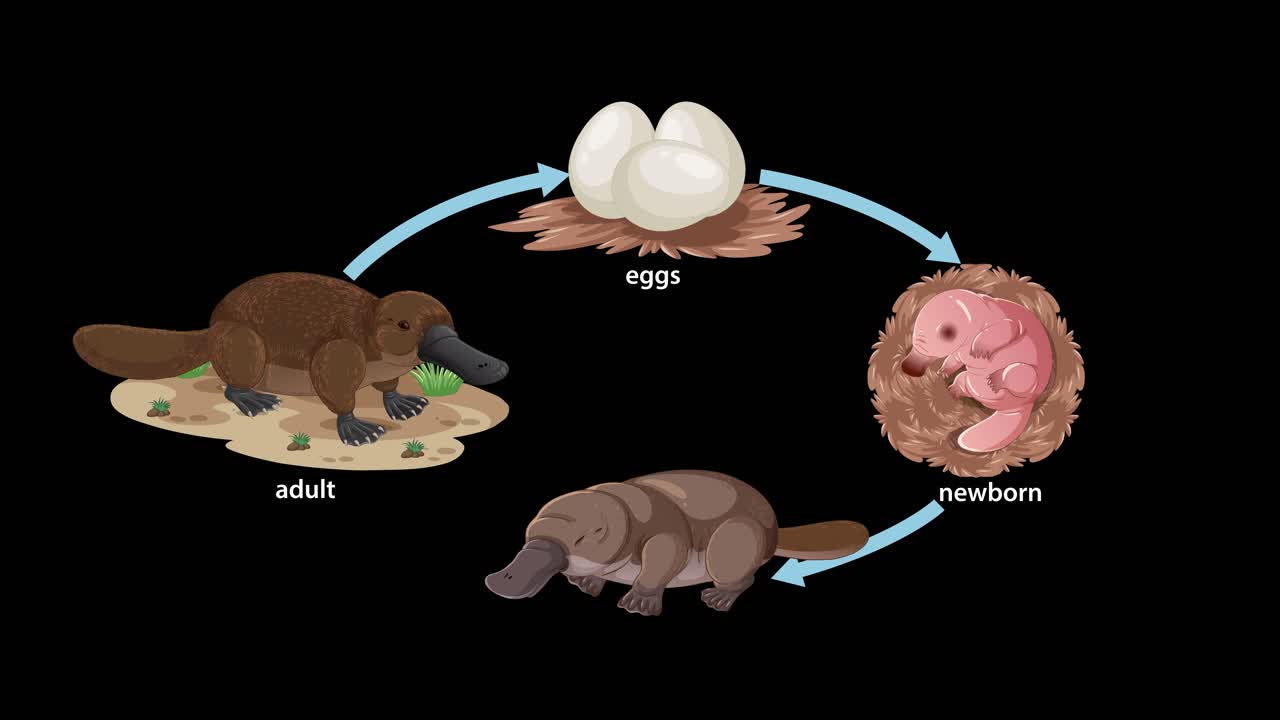 Illustrated animation showing the platypus life cycle from egg to adult, using smooth transitions, labeled stages, and a circular diagram on a black background