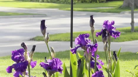 Hermoso-Iris-Barbudo-Púrpura-En-Un-Día-Soleado