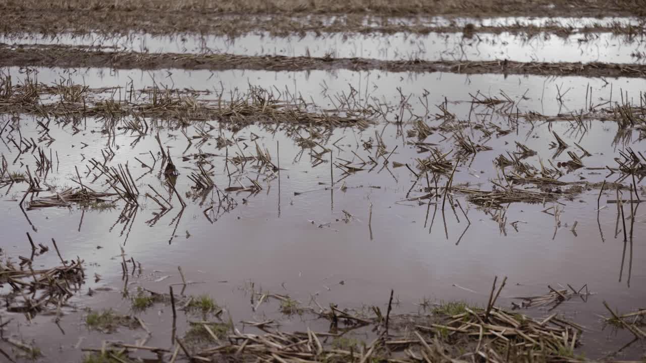 cultivos recortados inundados en campos de cultivo arados en un día húmedo de otoño, todavía disparados