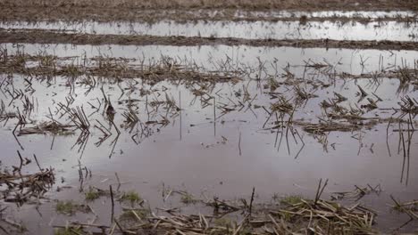 trimmed crops flooded in ploughed farmland fields on wet autumn day, still shot