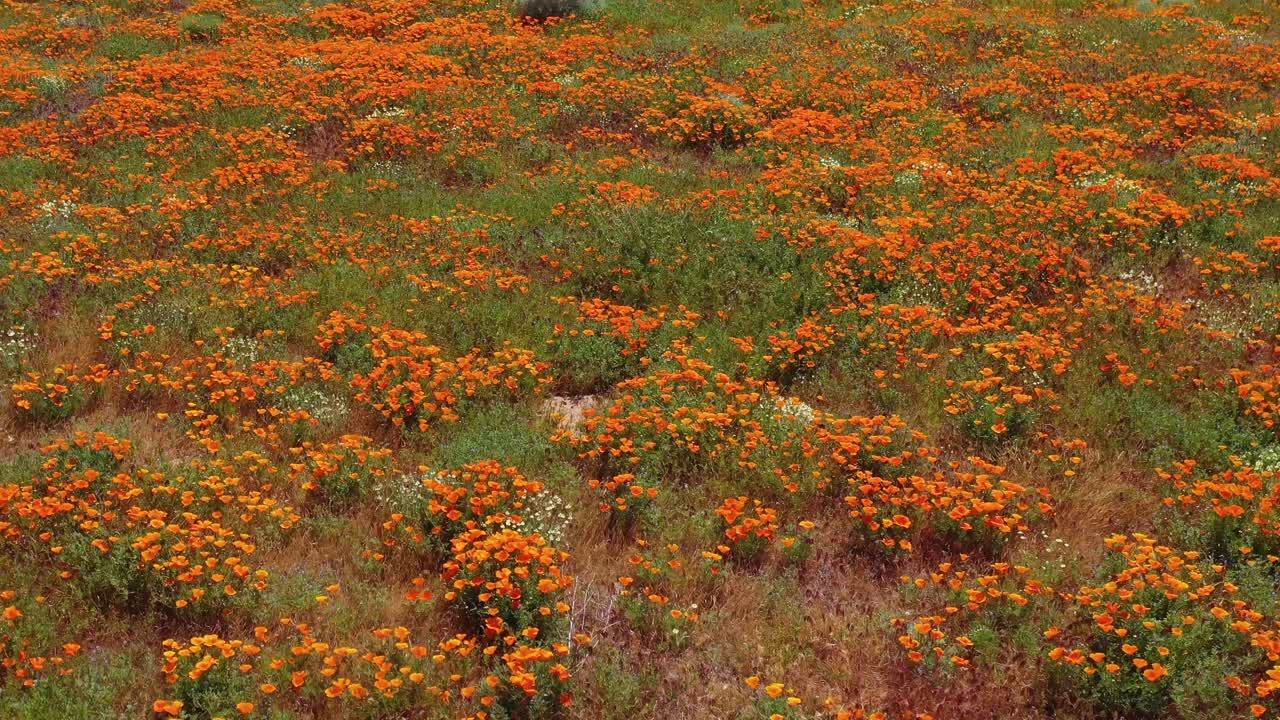 Aerial of California poppy flowers and fields in full bloom during springtime and superbloom 3