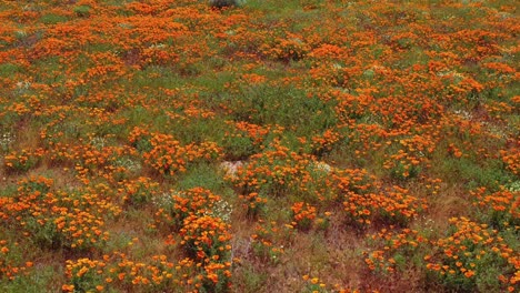 Antenne-Von-Kalifornischen-Mohnblumen-Und-Feldern-In-Voller-Blüte-Im-Frühling-Und-Superbloom-3