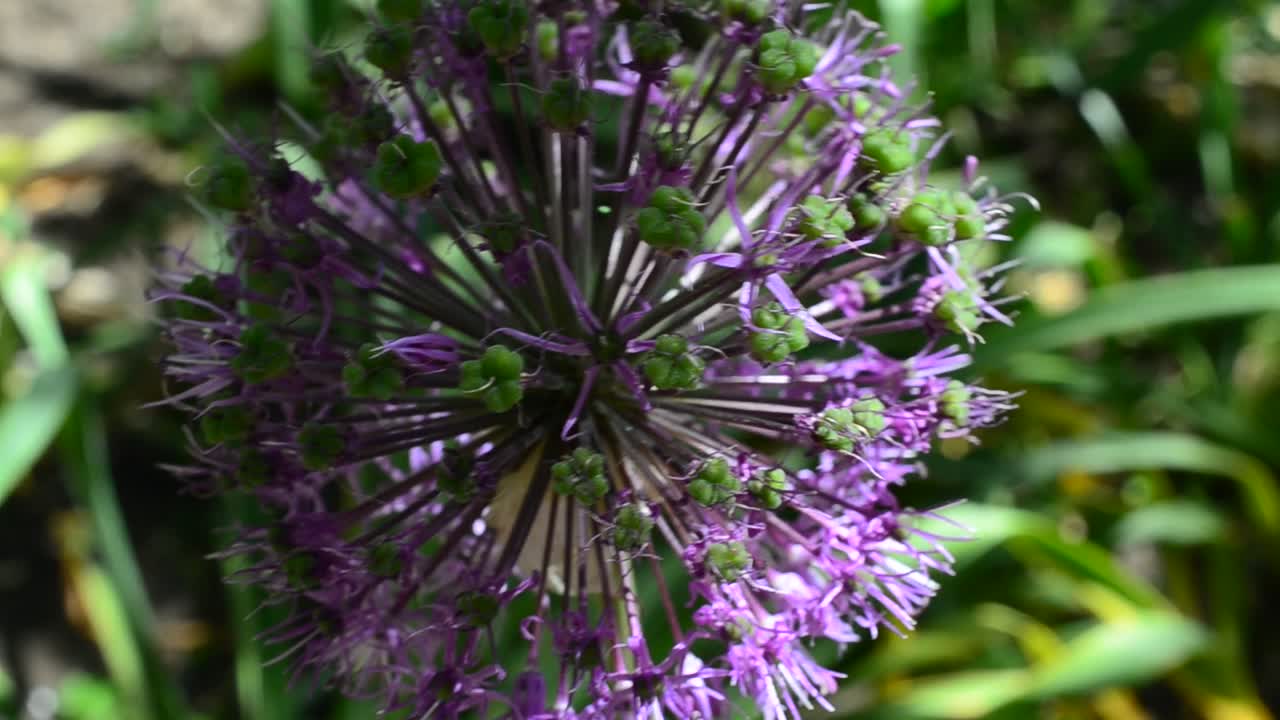 Fiori di lillà in primavera. Riprese su un letto.
