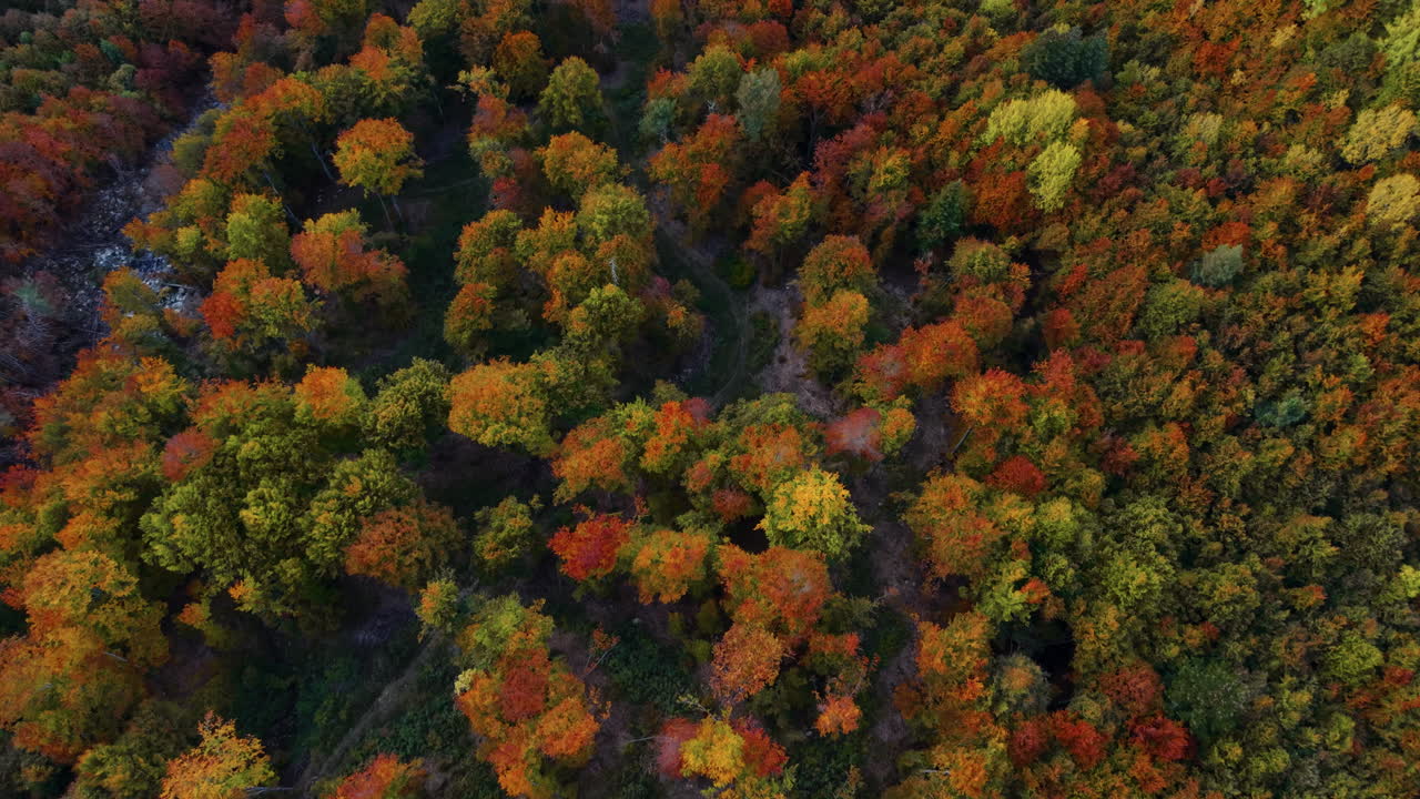 Aerial view of vibrant autumn forest in the Italian Alps landscape