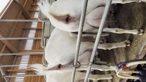 vertical shot of goats in breeding farm - close up