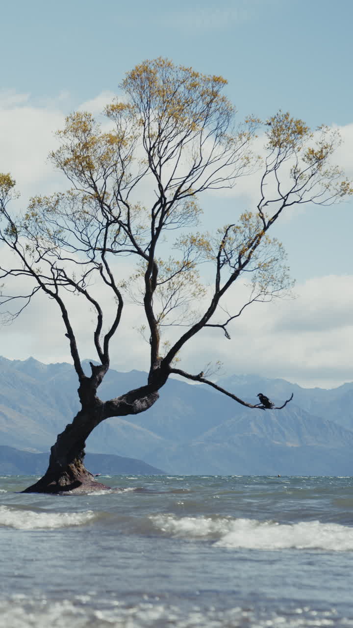 Lonely Tree by the Lake