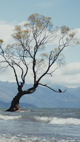 lonely tree by the lake