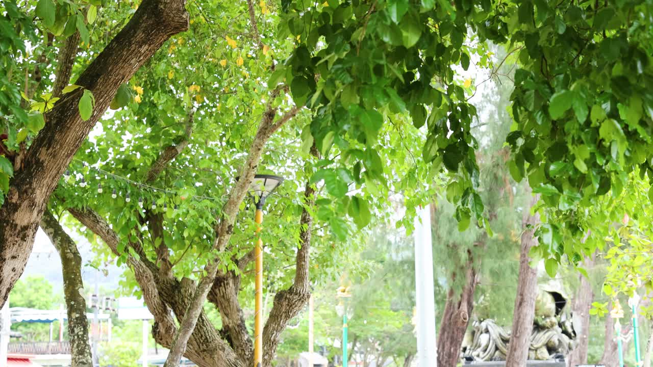 People walking under trees on a street