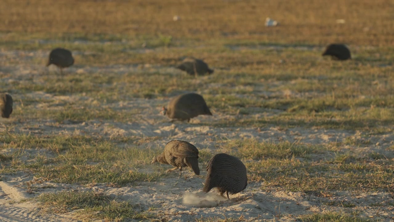 A flock of helmeted guinea fowls digging in the sandy soil for food, Botswana wilderness.