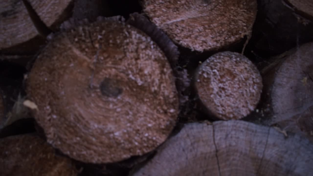 건조를 위해 쌓인 잘린 나무-4