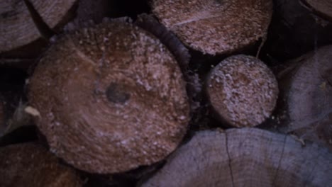 árboles cortados apilados para secarse-4
