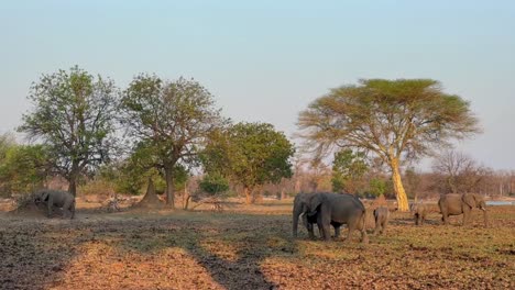 african bush elephants (loxodonta africana) looking for food on the banks of the shire river during the dry season, liwonde national park, malawi.