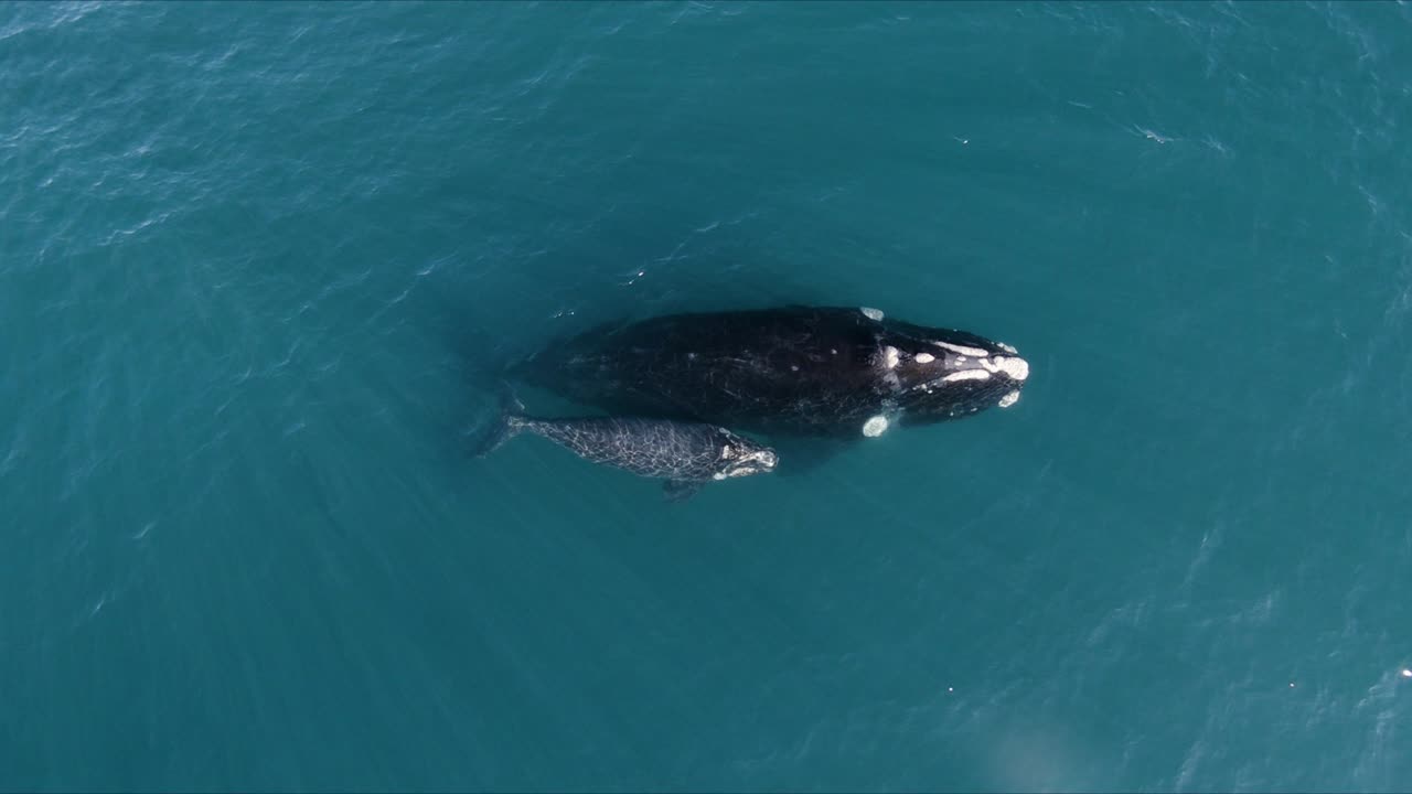 ballenas madre y bebé respirando juntas en aguas tranquilas - vista aérea superior - ojo de pájaro