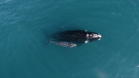 Ballenas-Madre-Y-Bebé-Respirando-Juntas-En-Aguas-Tranquilas---Vista-Aérea-Superior---Ojo-De-Pájaro