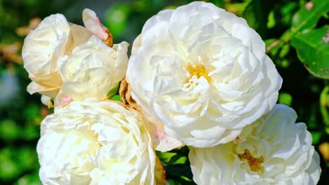 White-roses-in-garden,-close-up,-closeup-macro-view,-green-background