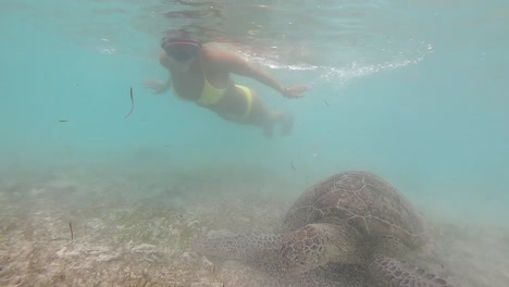 Girl-swimming-with-a-turtle-on-the-Gili-Islands-in-Lombok,-Bali,-Indonesia