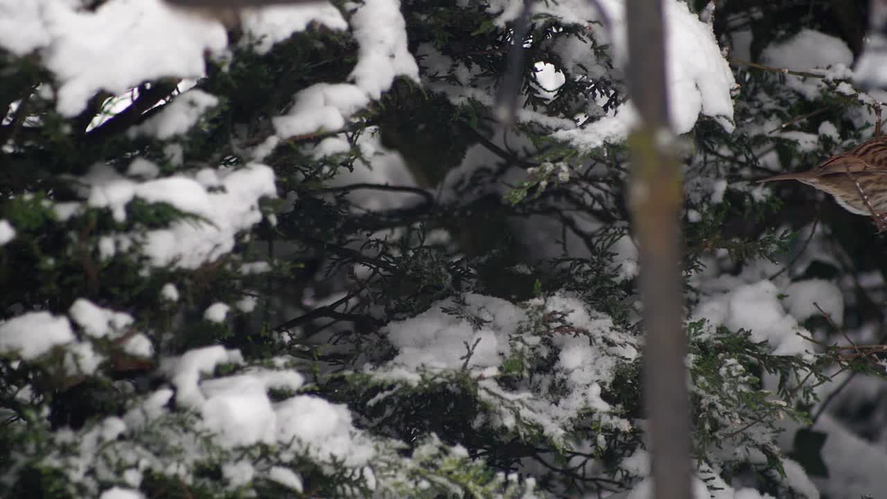 movimiento lento del petirrojo volando desde un árbol conífero, por un segundo el petirrojo cae libremente para ajustar su trayectoria de vuelo