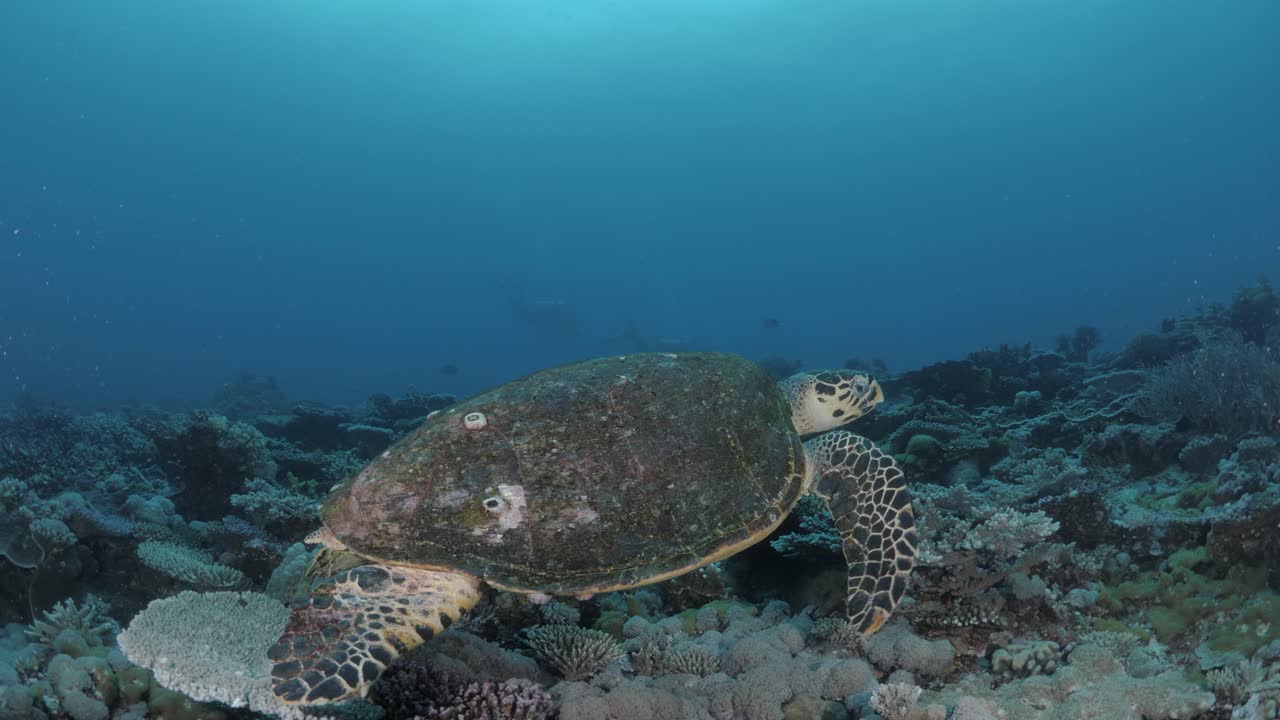 바다 표면 깊은 곳의 다채로운 산호초 구조에서 수영하는 큰 바다거북