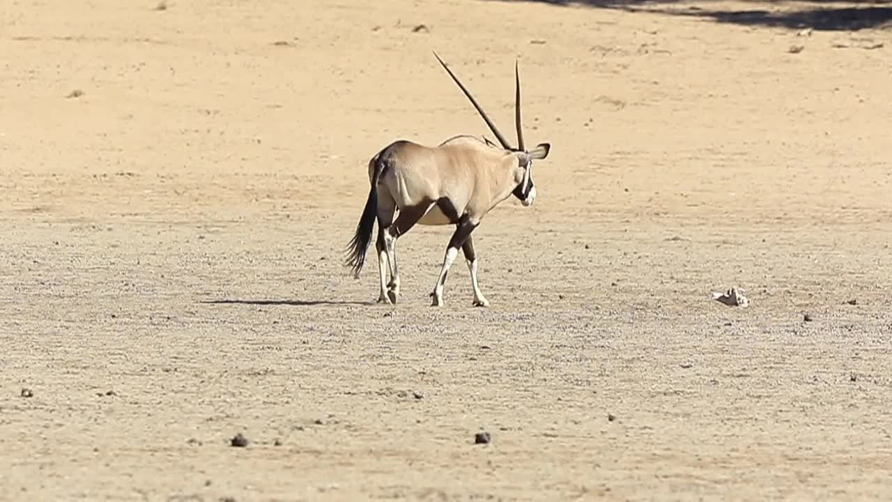 antílope oryx gemsbok adulto mastica cud en arena kalahari sin rasgos distintivos