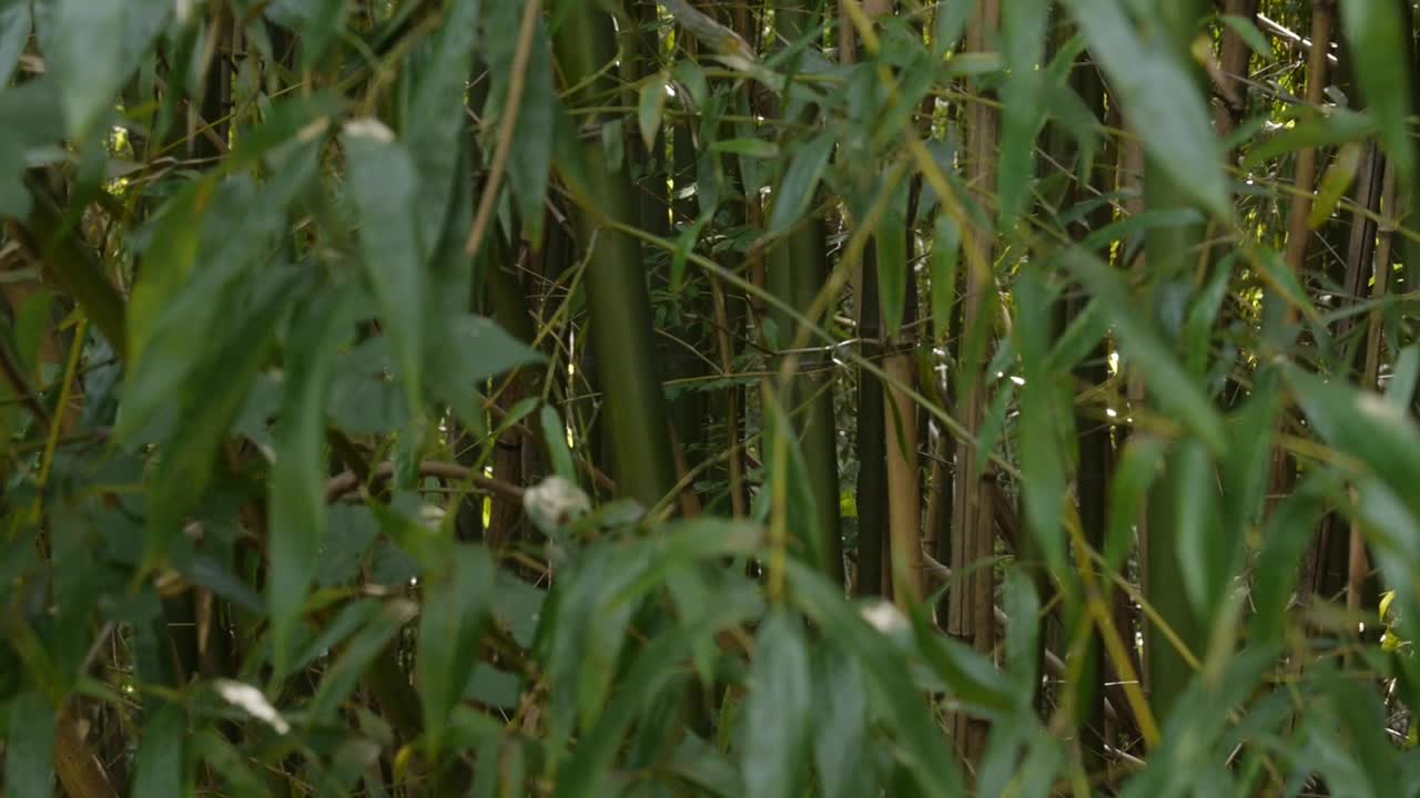 Bamboo forest.  POV shot.  Bamboo shoots and leaves.