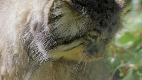 el gato de pallas (otokolobus manul), también conocido como el manul, es un pequeño gato salvaje con pelaje gris claro largo y denso, y orejas redondeadas colocadas abajo en los lados de la cabeza.