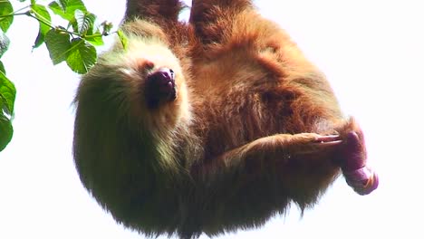 Ein-Faultier-Hängt-An-Einem-Baum-In-Costa-Rica