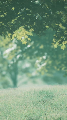 tranquil forest meadow