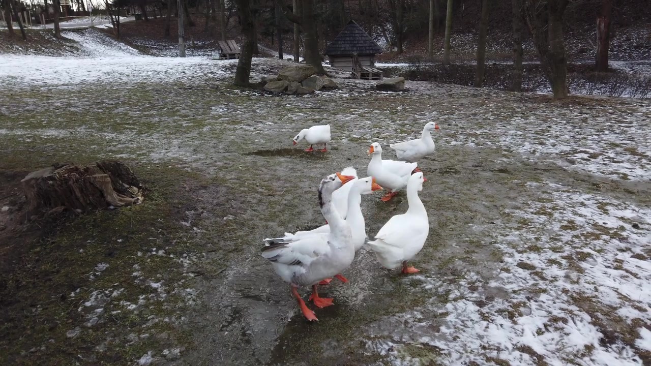 Aufnahme von weißen Gänsen. Aufnahme im Winter.