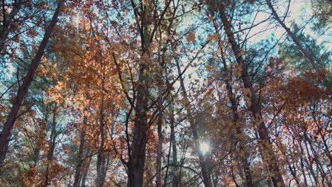 Sunlight-through-autumn-trees-with-leaves-falling