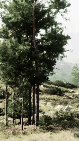 pine trees in a mountain forest