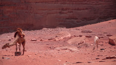 camel and calf in dry desert landscape under sandstone cliffs on hot sunny day