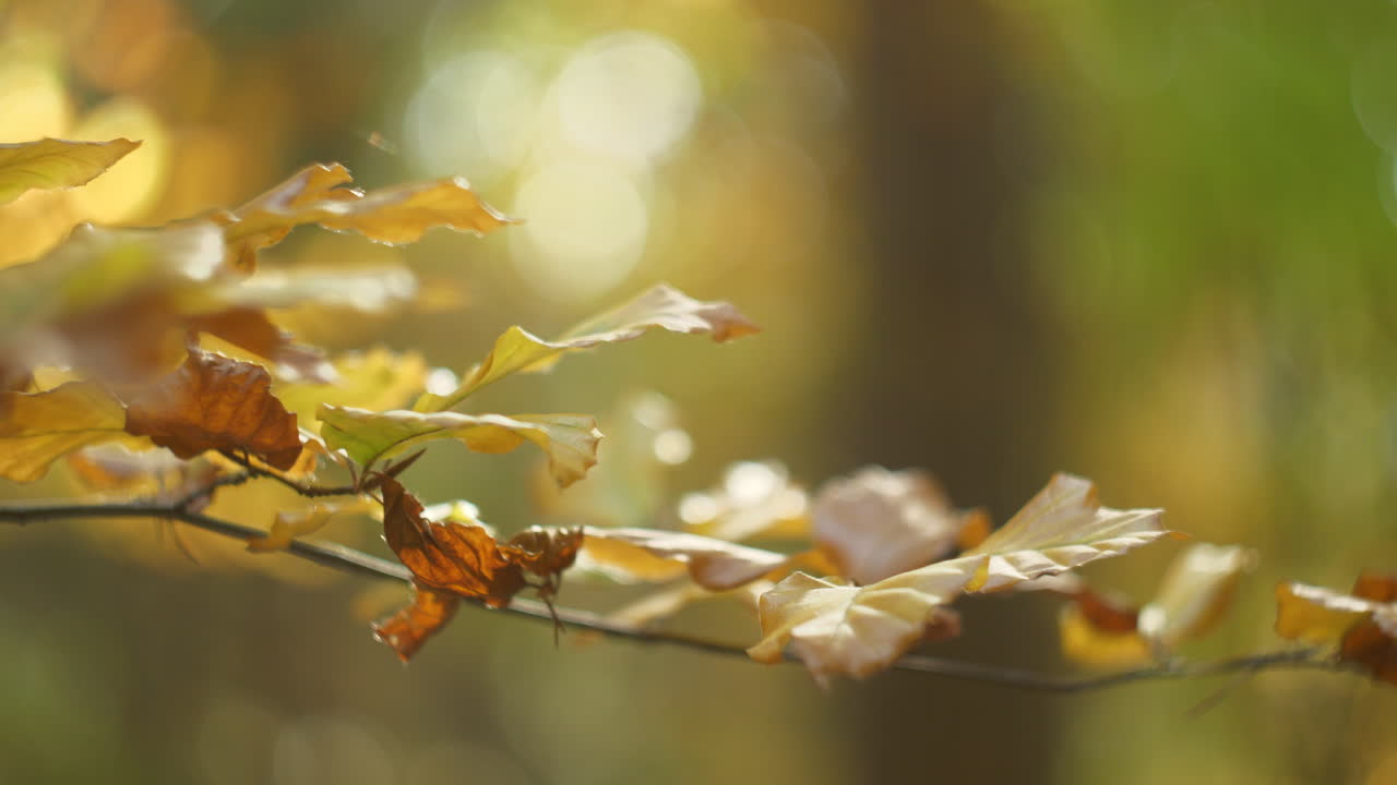 Bokeh 배경으로 단풍