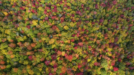 Birdseye-Aerial-View-of-Colorful-Forest-With-Autumn-Foliage-Display