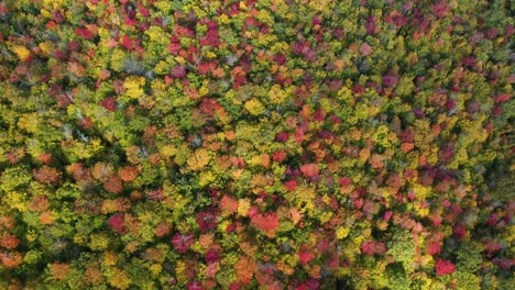 Vista-Aérea-De-Pájaro-Del-Bosque-Colorido-Con-Exhibición-De-Follaje-Otoñal