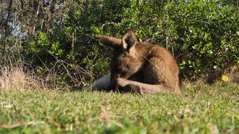 vista de cámara baja de un icónico canguro australiano durmiendo bajo el sol del mediodía